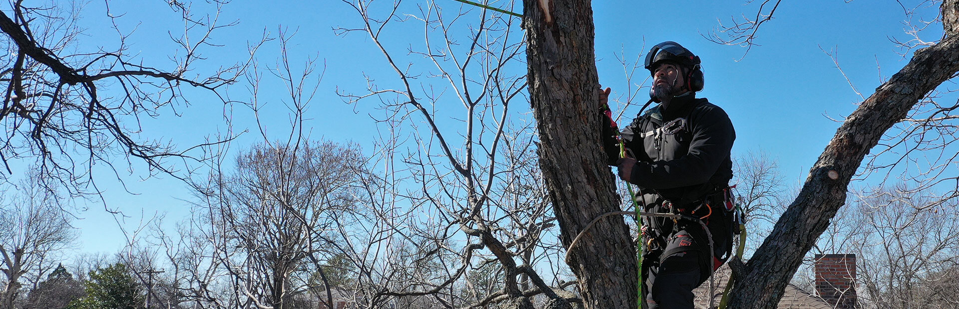 Clean Edge Tree Service owner Henry Landeros working in a tree