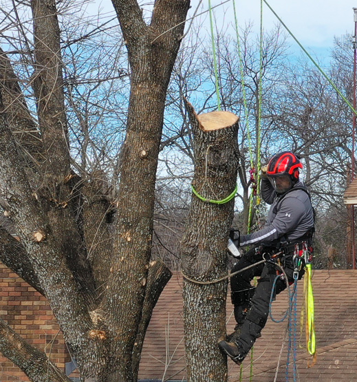a man in protective gear performing tree removal services in denton tx