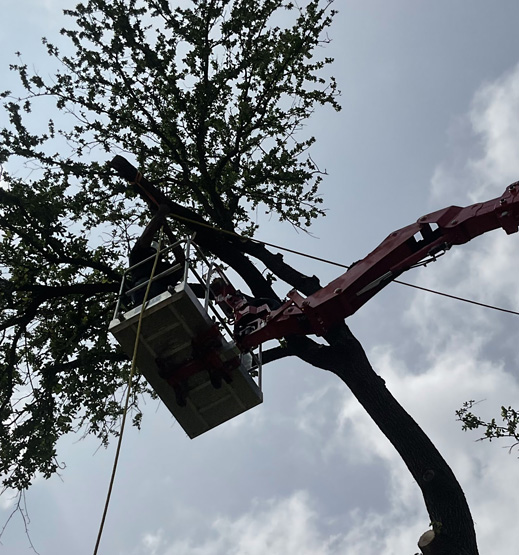 hydraulic lift being used for tree pruning services