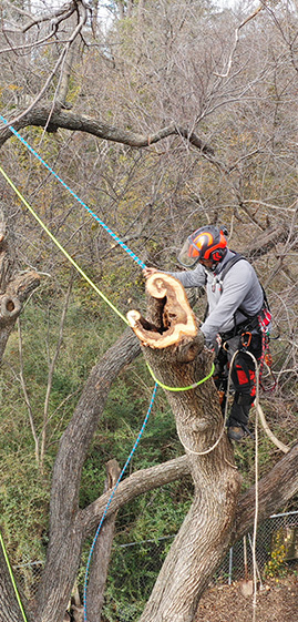 a man performing dead tree removal services wearing protective gear