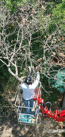 Tree Pruning Project on a hydraulic Lift