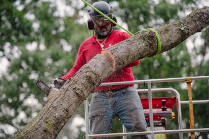 Rigging and roping large limbs for safely removing a tree