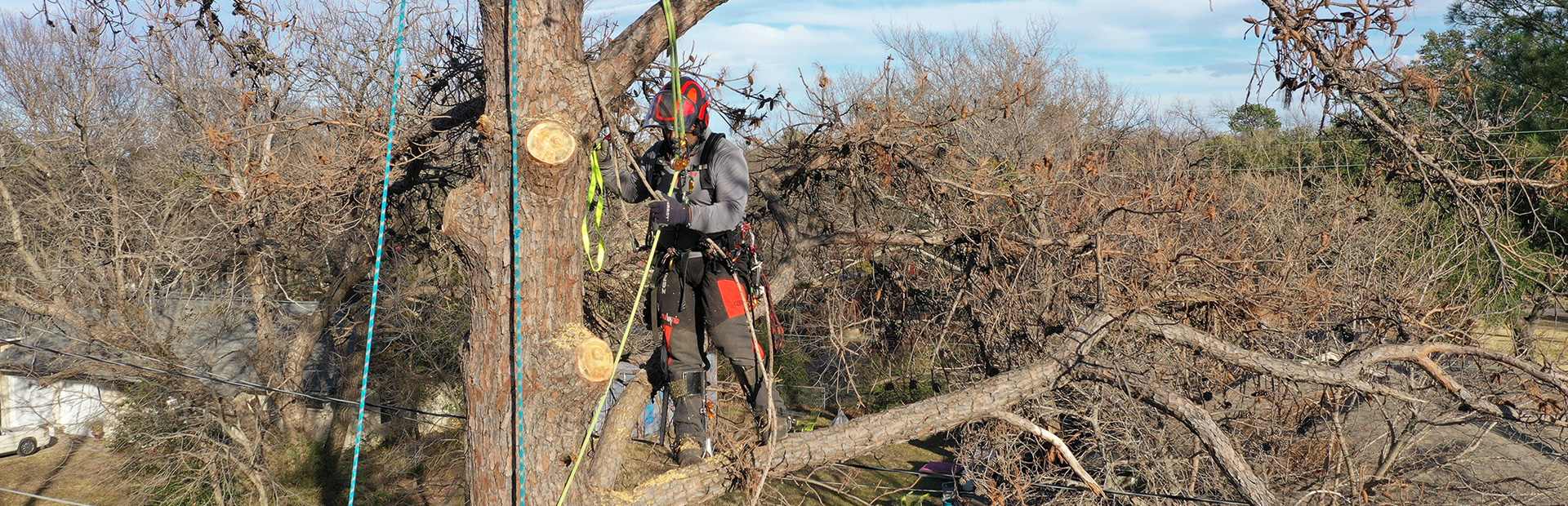 a man standing on a tree performing tree pruning services in corinth, tx