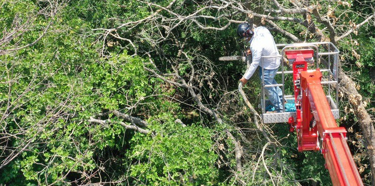 an arborist with a chainsaw trimming trees in aubrey tx