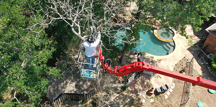 an aerial shot of a man trimming trees from clean edge tree service and removal