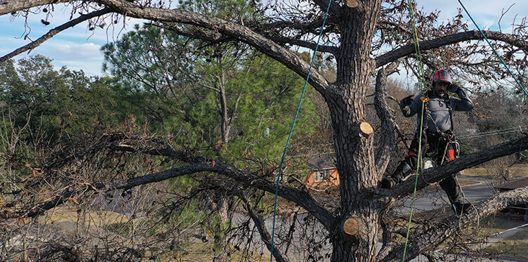 a man performing tree maintenance services in denton tx