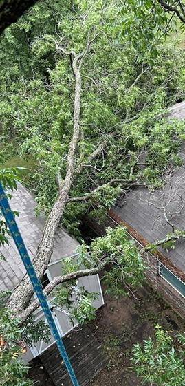 a large tree fallen on a house
