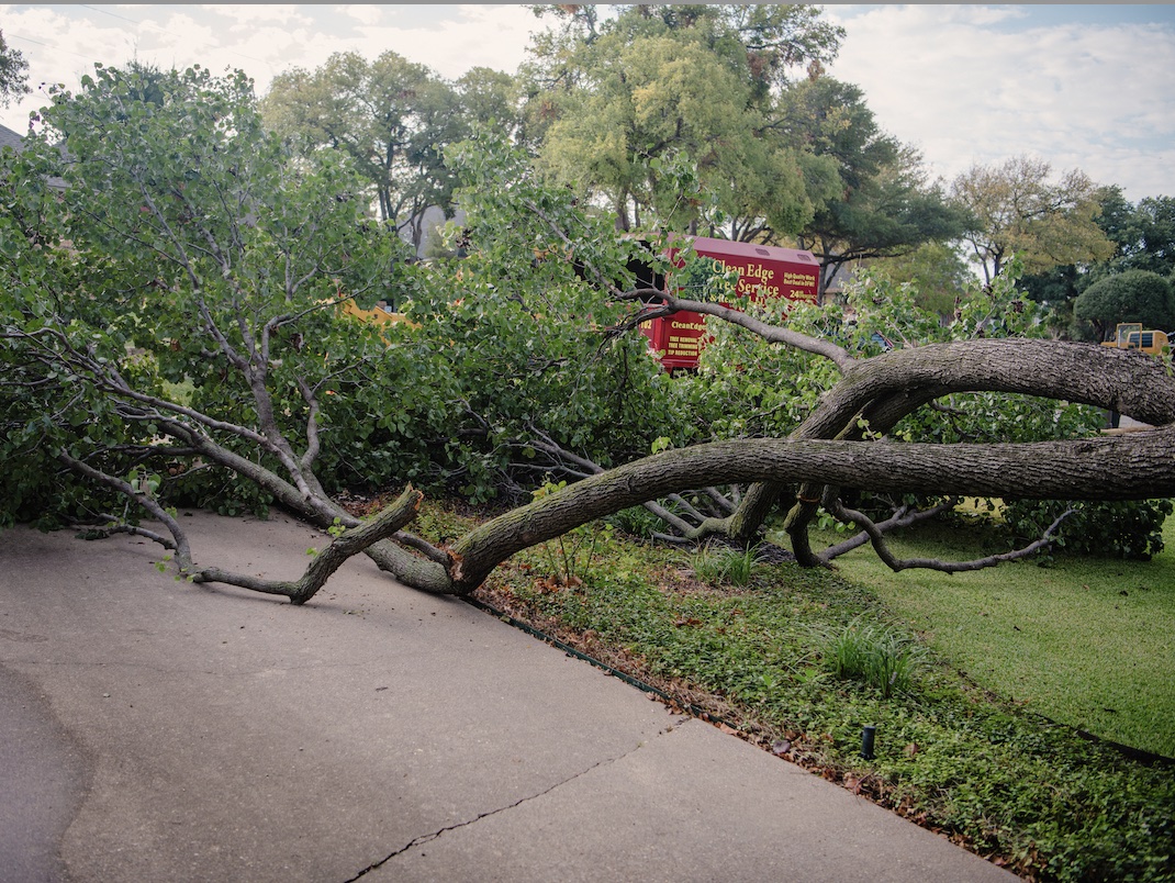 fallen trees from a wind storm in Denton, TX.