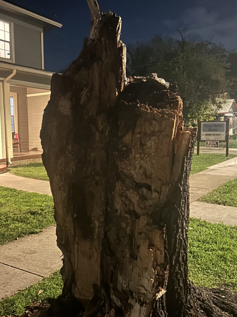 This decayed and rotted tree looked like it was thriving but due to root rot and insect infestation, it fell and landed on a parked car.  Get your trees inspected!