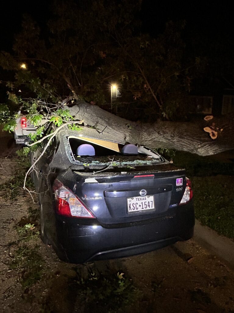 Rotted and Diseased Tree fell on a car in Denton, TX.