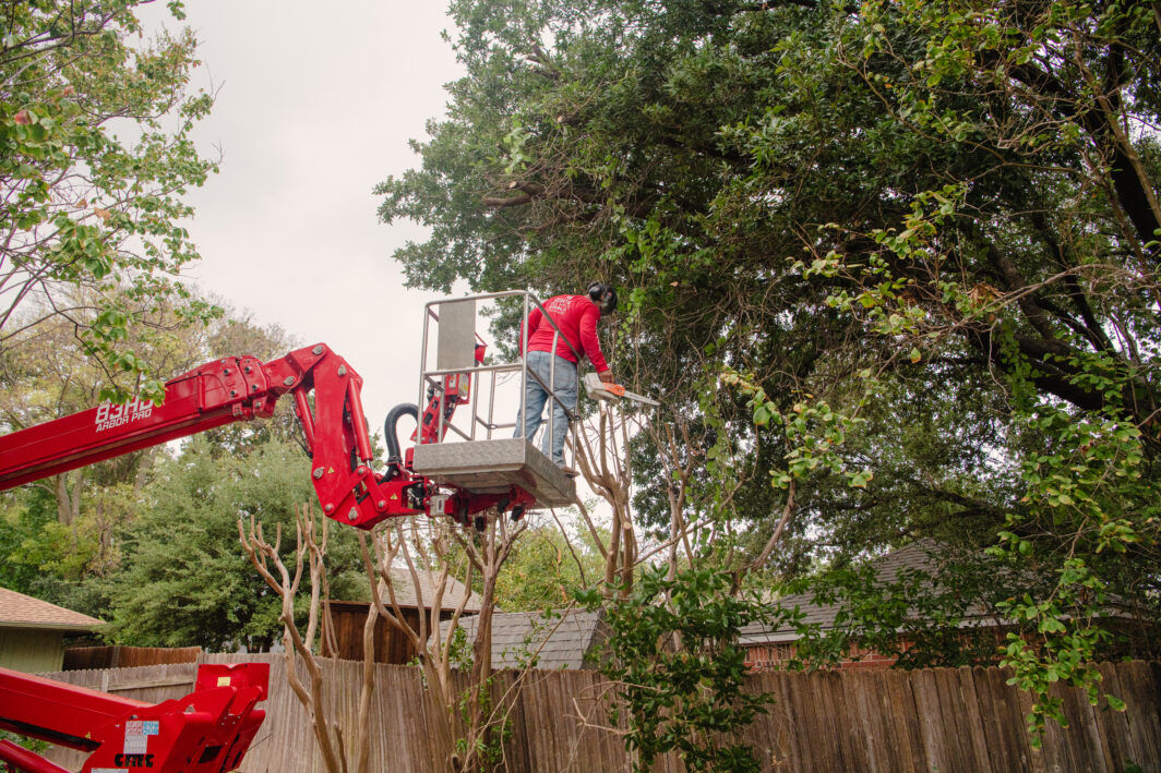 Tree pruning should be done by a professional for the beauty and health of your trees.