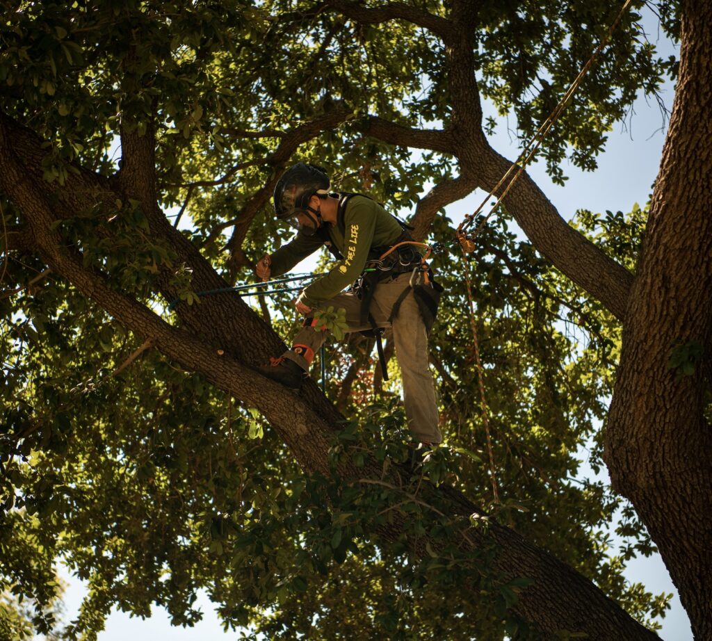 Tree climber pruning trees for Denton resident's HOA.