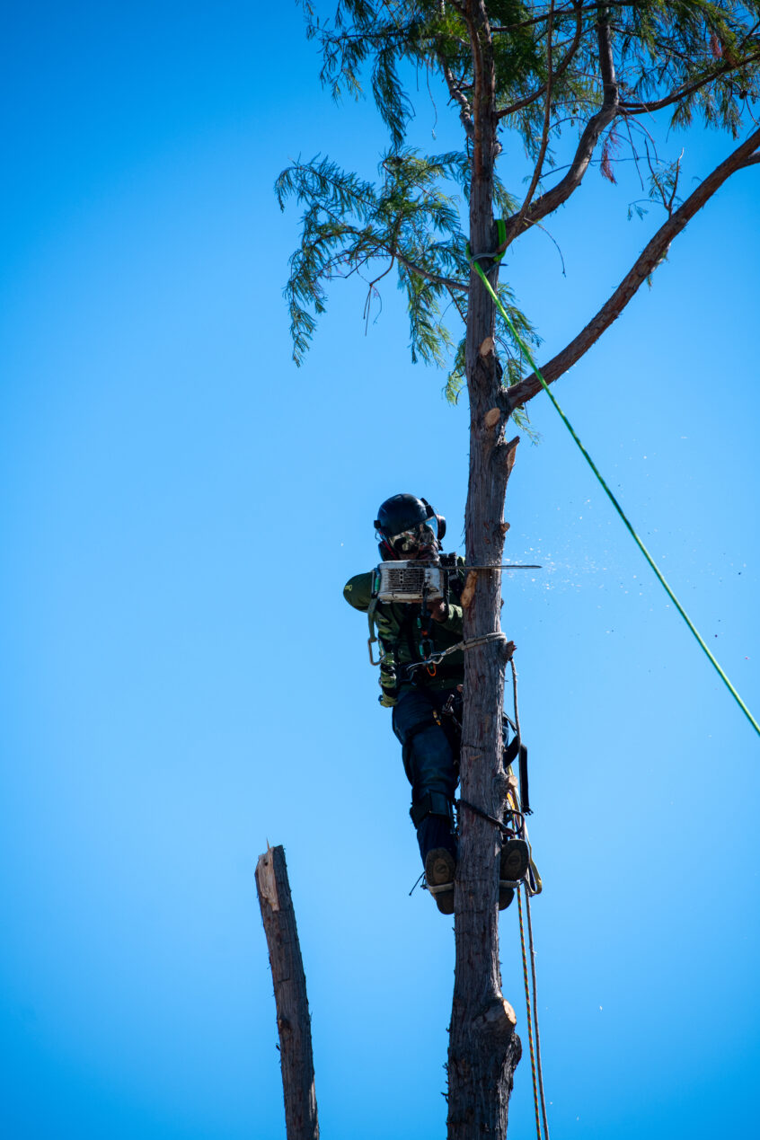 Professional tree removal done correctly by climbing - tree service at its best