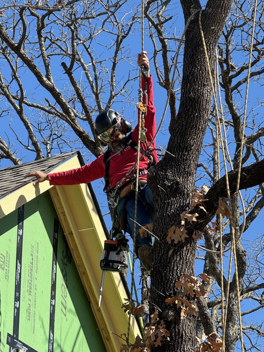 Blackjack Oak tree removal - too close to house and poses future threats