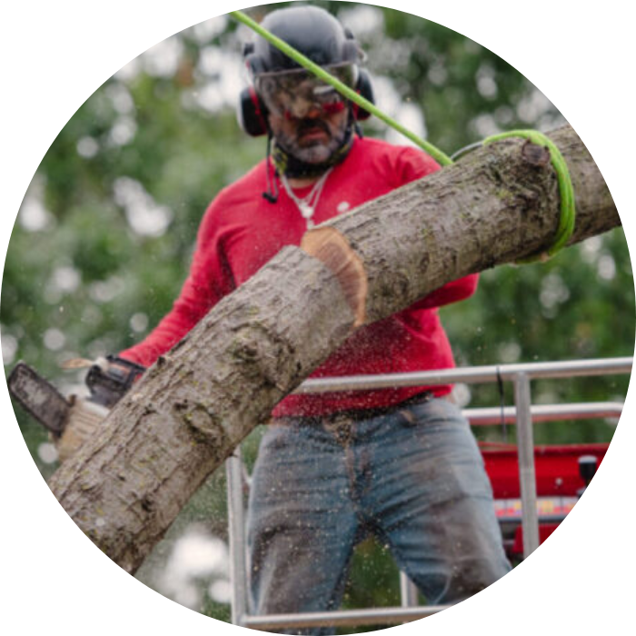tree removal services in denton tx