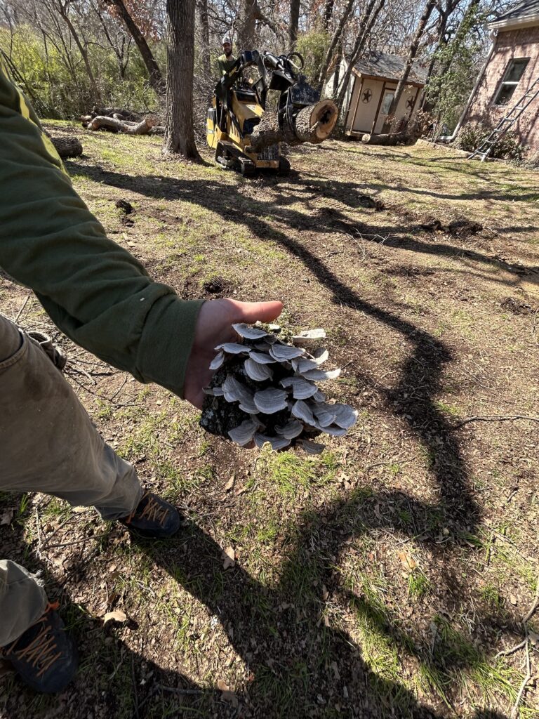 Tree fungus on a Texas tree that required tree removal