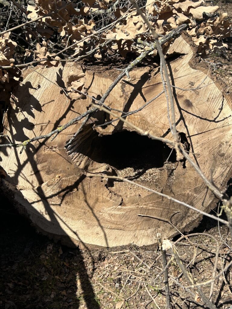 Heart rot in a tree that causes damage to its system