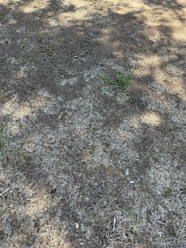 Dead grass due to thick tree canopy.