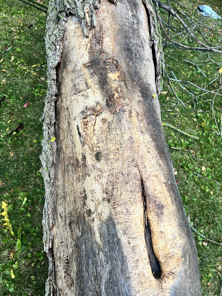 Bark falling off a tree is a sign of illness.