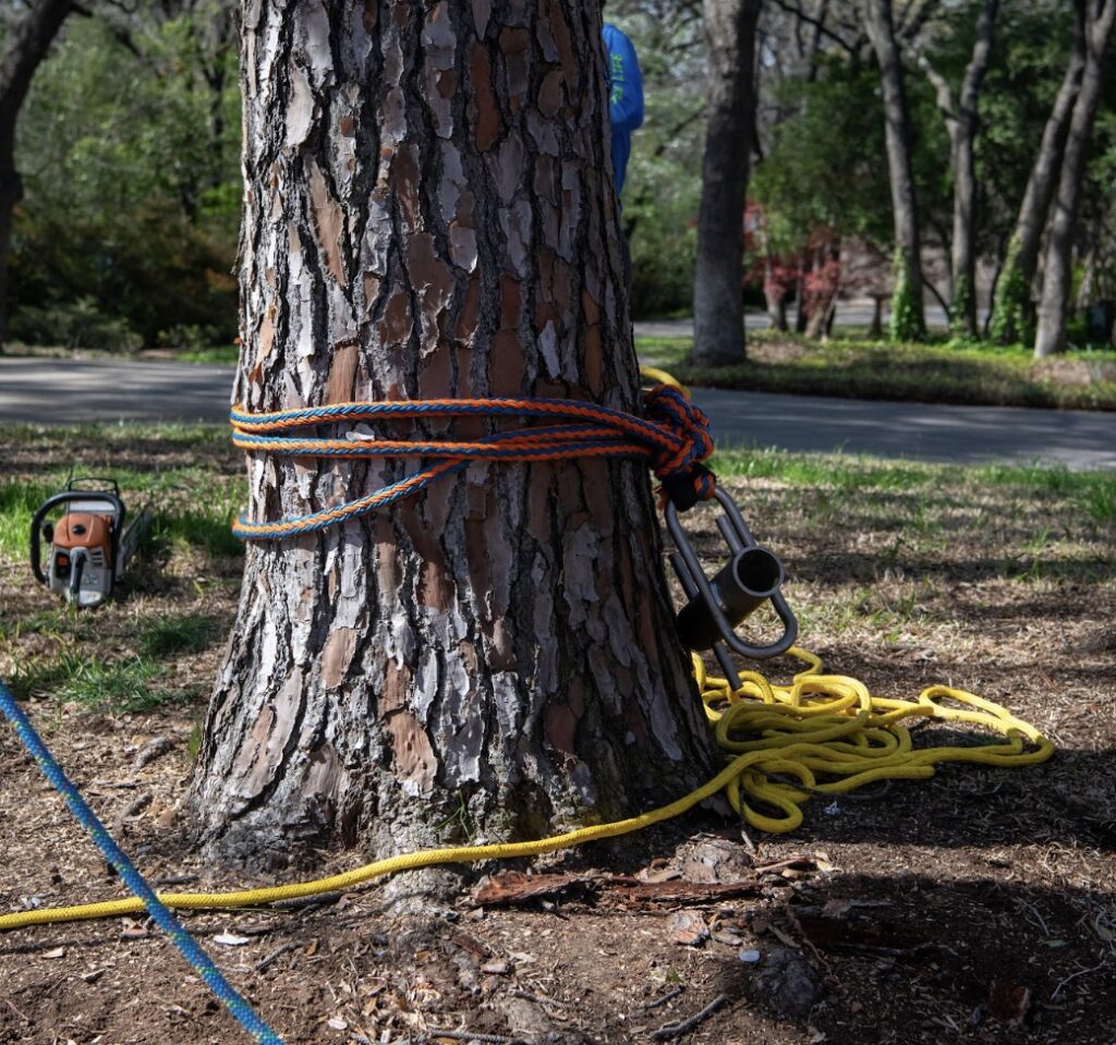 Here is a mature pine tree that is being pruned for plant health.