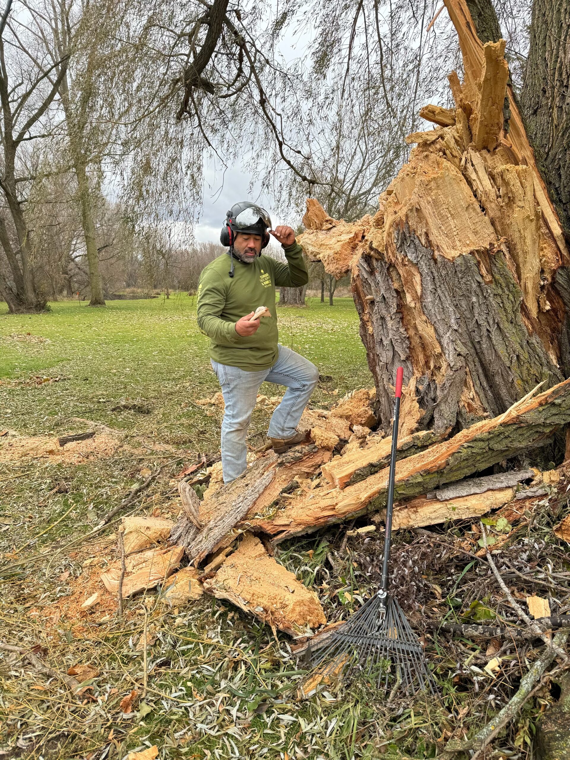 Large tree with a fungal infection broke and fell.