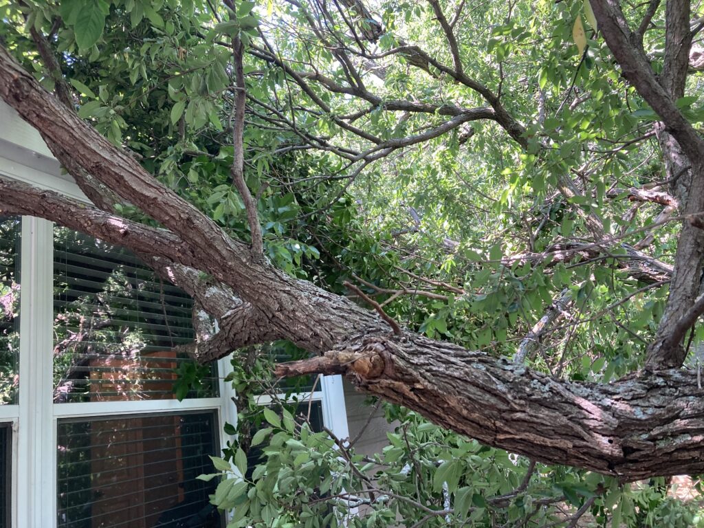 Tree can damage roofs if they are not maintained by trimming and roof clearing.