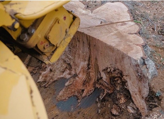 stump grinding in denton tx