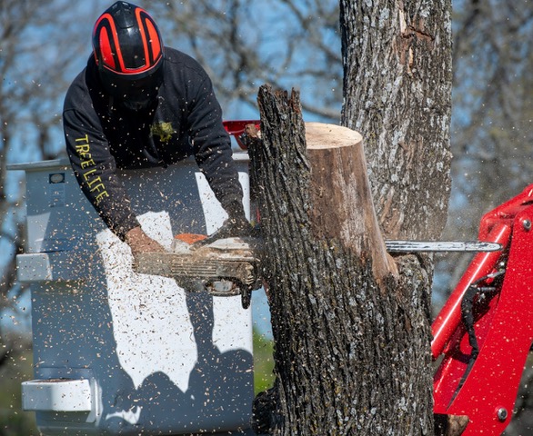 tree removal services