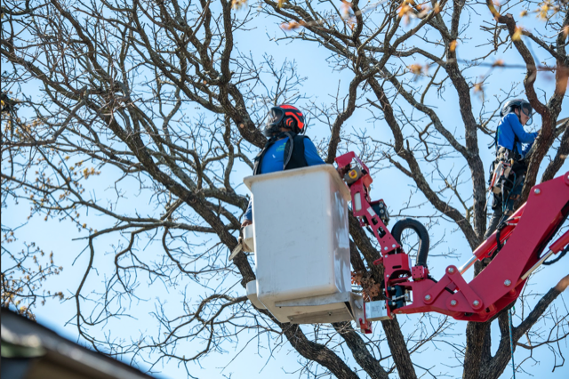 Tree Trimming in Denton TX.  Removing dead branches from tall trees.