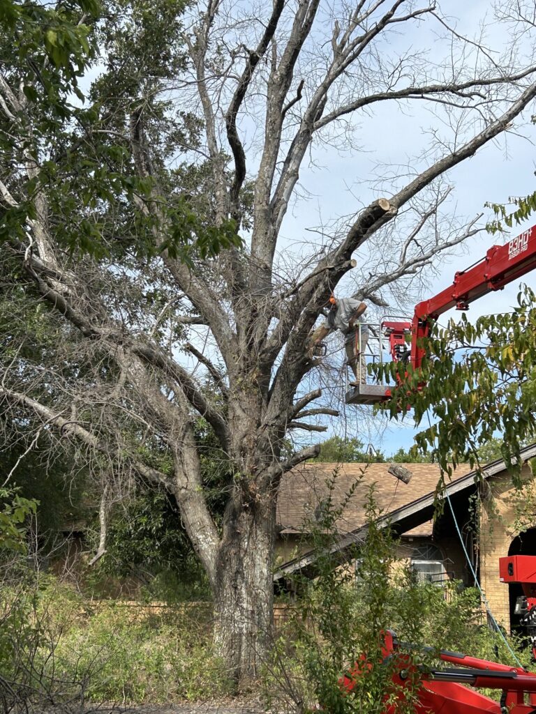 A very dead tree that was at risk of falling onto the house