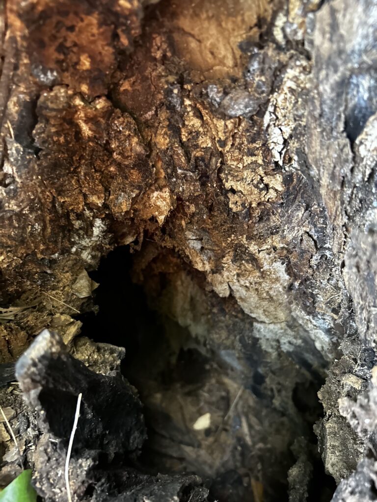 Root rot caused massive cavity