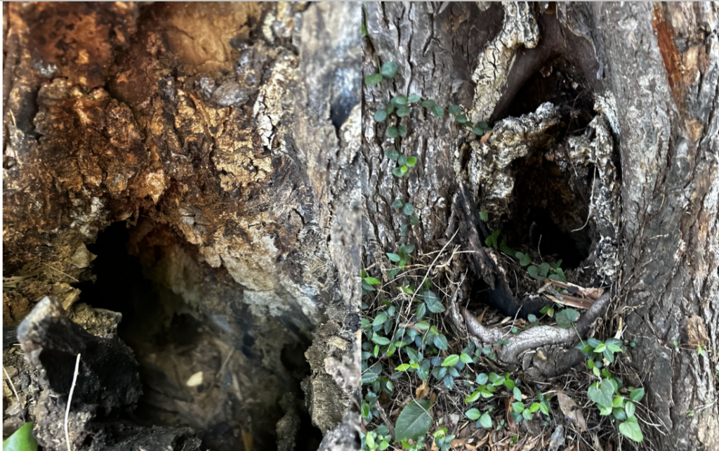 Oak wilt disease on trunk of tree