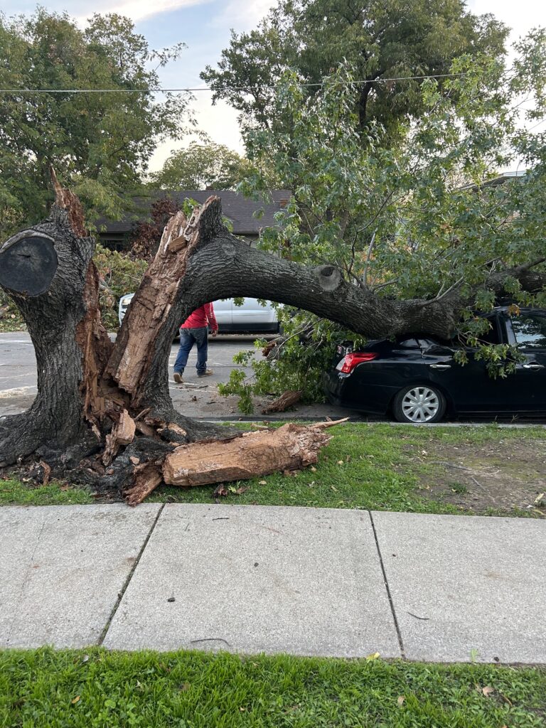 Large oak tree was infested with beetles