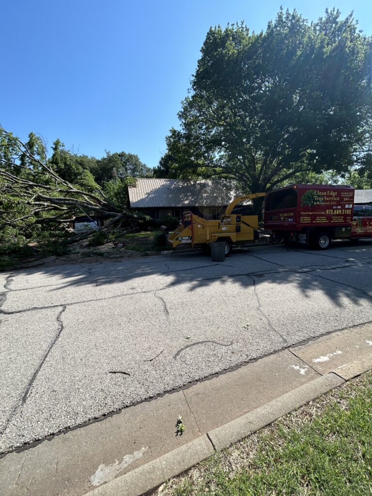 Clean Edge Tree Service removing a large fallen tree from a residential property in Denton, Texas